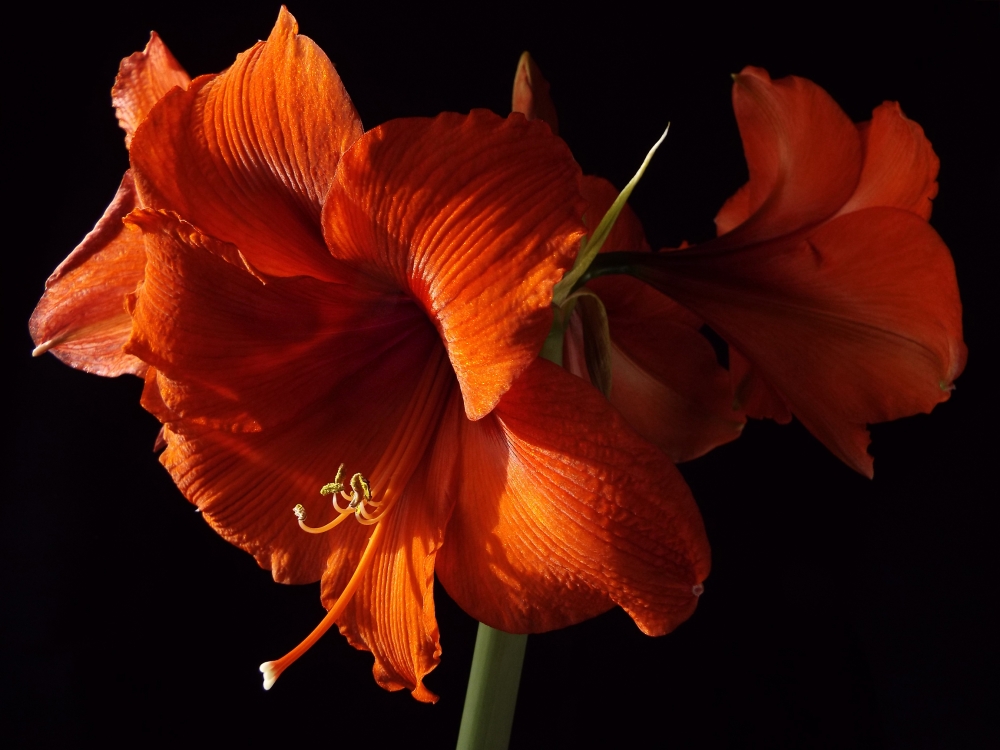 Amaryllis